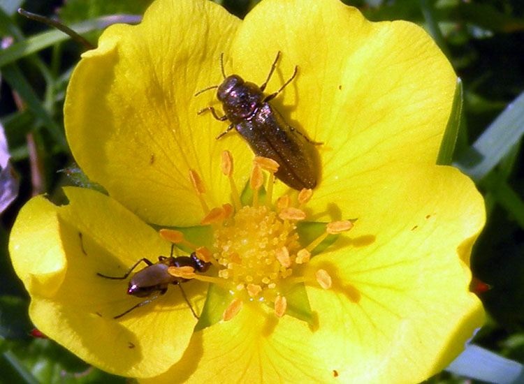 Anthaxia millefolii e Coraebus elatus